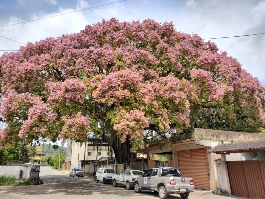 Árvore que inspirou ditado ganha parque em sua homenagem